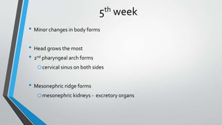 5th week
• Minor changes in body forms
• Head grows the most
• 2nd pharyngeal arch forms
ocervical sinus on both sides
• Mesonephric ridge forms
omesonephric kidneys - excretory organs