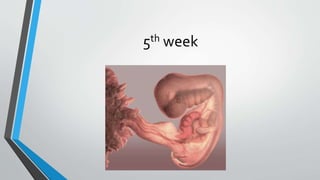 5th week