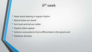 6th week
• Heart starts beating in regular rhythm
• Neural tubes are closed
• Arm buds and tail are visible
• Hepatic plates appear
• Anterior and posterior horns differentiate in the spinal cord
• Intestines deveops