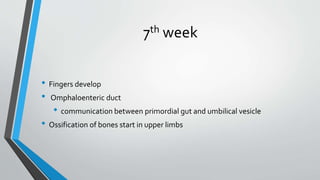 7th week
• Fingers develop
• Omphaloenteric duct
• communication between primordial gut and umbilical vesicle
• Ossification of bones start in upper limbs