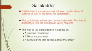 Gallbladder
Gallbladder is a muscular sac situated on the visceral
surface of liver in the fossa for gallbladder.
The gallbladder stores and concentrates bile. This bile is
discharged into the duodenum when required.
The wall of the gallbladder is made up of:
● A mucous membrane
● A fibromuscular coat
● A serous layer that covers part of the organ
 