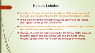 Hepatic Lobules
 In sections through the liver, the substance of the organ appears to
be made up of hexagonal areas that constitute the hepatic lobules.
 In the human liver the connective tissue is scanty and the lobules
often appear to merge with one another.
 In transverse sections, each lobule appears to be made up of cords of
liver cells that are separated by sinusoids.
 However, the cells are really arranged in the form of plates (one cell
thick) that branch and anastomose with one another to form a
network. Spaces within the network are occupied by sinusoids.
 