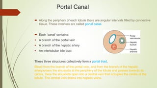 Portal Canal
 Along the periphery of each lobule there are angular intervals filled by connective
tissue. These intervals are called portal canal.
 Each ‘canal’ contains:
 A branch of the portal vein
 A branch of the hepatic artery
 An interlobular bile duct
These three structures collectively form a portal triad.
Blood from the branch of the portal vein, and from the branch of the hepatic
artery,enters the sinusoids at the periphery of the lobule and passes towards its
centre. Here the sinusoids open into a central vein that occupies the centre of the
lobule. The central vein drains into hepatic veins.
 