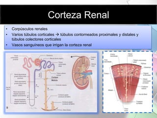 Histología del Aparato Renal | PPTX