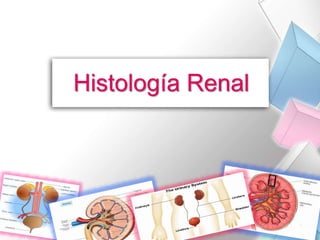Histología Renal 
 