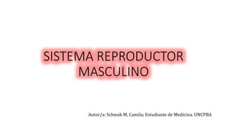 SISTEMA REPRODUCTOR
MASCULINO
Autor/a: Schwab M, Camila; Estudiante de Medicina. UNCPBA
 