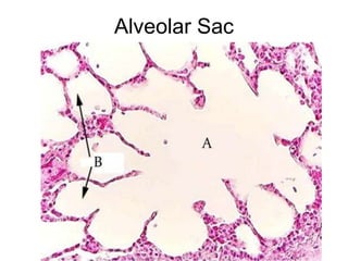 histo_respir_system.ppt