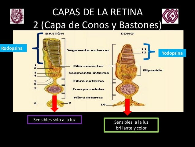 Histologìa Retina