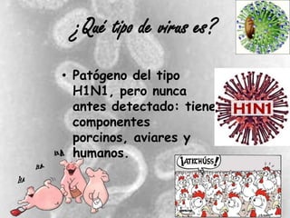 ¿Qué tipo de virus es?
• Patógeno del tipo
  H1N1, pero nunca
  antes detectado: tiene
  componentes
  porcinos, aviares y
  humanos.
 