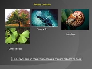Celacanto Nautilus Gincko biloba Fósiles vivientes Seres vivos que no han evolucionado en  muchos millones de años 