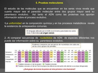 5. Pruebas moleculares El estudio de las moléculas que se encuentran en los seres vivos revela que cuanto mayor sea el parecido molecular entre dos grupos mayor será su parentesco evolutivo.  Así tanto el ADN como las proteínas nos aportan información sobre el proceso evolutivo. La  uniformidad  en la composición química y en los procesos metabólicos  revela la existencia de antepasados comunes.  2. Al comparar secuencias de  nucleótidos  de ADN  de especies diferentes nos puede dar información sobre su  parentesco evolutivo. 