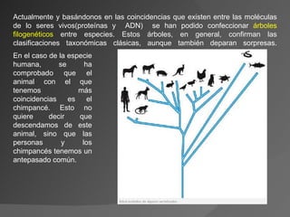 Actualmente y basándonos en las coincidencias que existen entre las moléculas de lo seres vivos(proteínas y  ADN)  se han podido confeccionar  árboles filogenéticos  entre especies. Estos árboles, en general, confirman las clasificaciones taxonómicas clásicas, aunque también deparan sorpresas. En el caso de la especie humana, se ha comprobado que el animal con el que tenemos más coincidencias es el chimpancé. Esto no quiere decir que descendamos de este animal, sino que las personas y los chimpancés tenemos un antepasado común. 
