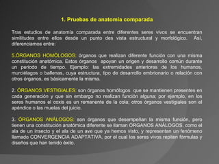 1. Pruebas de anatomía comparada Tras estudios de anatomía comparada entre diferentes seres vivos se encuentran similitudes entre ellos desde un punto des vista estructural y morfológico.  Así, diferenciamos entre: ÓRGANOS HOMÓLOGOS:  órganos que realizan diferente función con una misma constitución anatómica. Estos órganos  apoyan un origen y desarrollo común durante un periodo de tiempo. Ejemplo: las extremidades anteriores de los humanos, murciélagos o ballenas, cuya estructura, tipo de desarrollo embrionario o relación con otros órganos, es básicamente la misma.  2.  ÓRGANOS VESTIGIALES:  son órganos homólogos  que se mantienen presentes en cada generación y que sin embargo no realizan función alguna; por ejemplo, en los seres humanos el coxis es un remanente de la cola; otros órganos vestigiales son el apéndice o las muelas del juicio. 3.  ÓRGANOS ANÁLOGOS:  son órganos que desempeñan la misma función, pero tienen una constitución anatómica diferente se llaman ÓRGANOS ANÁLOGOS, como el ala de un insecto y el ala de un ave que ya hemos visto, y representan un fenómeno llamado CONVERGENCIA ADAPTATIVA, por el cual los seres vivos repiten fórmulas y diseños que han tenido éxito. 