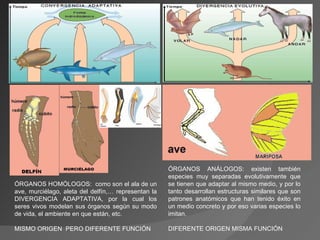 ÓRGANOS HOMÓLOGOS:  como son el ala de un ave, murciélago, aleta del delfín,… representan la DIVERGENCIA ADAPTATIVA, por la cual los seres vivos modelan sus órganos según su modo de vida, el ambiente en que están, etc. MISMO ORIGEN  PERO DIFERENTE FUNCIÓN ÓRGANOS ANÁLOGOS: existen también especies muy separadas evolutivamente que se tienen que adaptar al mismo medio, y por lo tanto desarrollan estructuras similares que son patrones anatómicos que han tenido éxito en un medio concreto y por eso varias especies lo imitan. DIFERENTE ORIGEN MISMA FUNCIÓN 