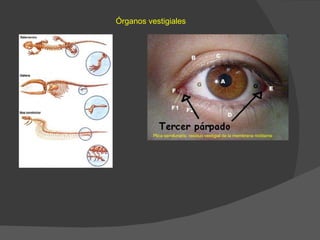 Órganos vestigiales Plica semilunaris: residuo vestigial de la membrana nictitante   