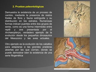 2. Pruebas paleontológicas     Demuestra la existencia de un proceso de cambio, mediante la presencia de restos fósiles de flora y fauna extinguida y su distribución en los estratos. Numerosas formas indican puentes entre dos grupos de seres, como es una forma intermedia entre reptil y ave presentada por el  Archaeopteryx,  verdadero ejemplo de la evolución desde los pequeños dinosaurios del Mesozoico y las aves actuales.  Otro ejemplo es la evolución de los caballos para adaptarse a las grandes praderas abiertas por las que corrían, donde se puede demostrar bien la existencia de una serie filogenética Archaeopteryx 