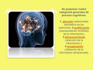 Se proponen cuatro
categorías generales de
  proceso cognitivos:

 1. atención (selectividad
      asimilativa de los
estímulos), 2.codificación
(representación simbólica
     de la información),
    3.almacenamiento
       (retención de la
        información) y
      4.recuperación
      (utilización de la
información almacenada).
 