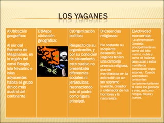 A)Ubicación geografica: Al sur del Estrecho de Magallanes, en la región del canal Beagle, isla Navarino e islas adyacentes habita el grupo étnico más austral del continente B)Mapa ubicación geografica: C)Organización politica: Respecto de su organización, y por su condición de aislamiento, este pueblo no presentaba diferencias sociales ni jerárquicas, reconociendo solo al padre como figura principal. D)Creencias religiosas: No obstante su incipiente desarrollo, los yaganes tenían una compleja creencia religiosa, que se manifestaba en la adoración de un ser supremo invisible, creador y ordenador de los hombres y la naturaleza E)Actividad economica: La alimentacion  Consistía principalmente en carne del lobo marino, nutria y carne de ballena; para cazar a estos mamíferos empleaban largos arpones.  Cuando acampaban, consumían complementariamente carne de guanaco y aves, así como hongos, bayas y huevos. 