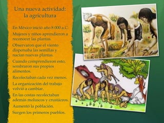 Una nueva actividad:
la agricultura
En México inició año 8 000 a.C.
Mujeres y niños aprendieron a
reconocer las plantas.
O...