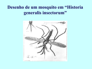 Desenho de um mosquito em “Historia
generalis insectorum”
 