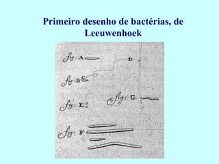 Primeiro desenho de bactérias, de
Leeuwenhoek
 