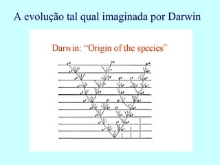 A evolução tal qual imaginada por Darwin
 