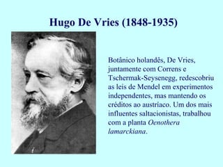 Botânico holandês, De Vries,
juntamente com Correns e
Tschermak-Seysenegg, redescobriu
as leis de Mendel em experimentos
independentes, mas mantendo os
créditos ao austríaco. Um dos mais
influentes saltacionistas, trabalhou
com a planta Oenothera
lamarckiana.
Hugo De Vries (1848-1935)
 