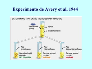Experimento de Avery et al, 1944
 