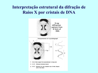 Interpretação estrutural da difração de
Raios X por cristais de DNA
 