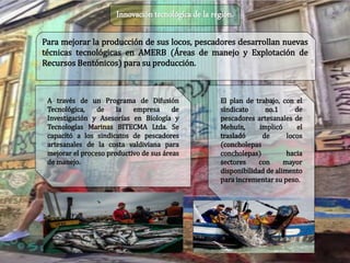 Innovación tecnológica de la región.
Para mejorar la producción de sus locos, pescadores desarrollan nuevas
técnicas tecnológicas en AMERB (Áreas de manejo y Explotación de
Recursos Bentónicos) para su producción.
A través de un Programa de Difusión
Tecnológica, de la empresa de
Investigación y Asesorías en Biología y
Tecnologías Marinas BITECMA Ltda. Se
capacitó a los sindicatos de pescadores
artesanales de la costa valdiviana para
mejorar el proceso productivo de sus áreas
de manejo.
El plan de trabajo, con el
sindicato no.1 de
pescadores artesanales de
Mehuín, implicó el
trasladó de locos
(concholepas
concholepas) hacia
sectores con mayor
disponibilidad de alimento
para incrementar su peso.
 