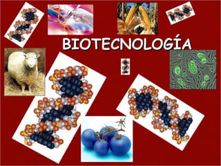 BIOTECNOLOGÍA 