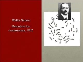 Walter Sutton Descubrió los cromosomas, 1902 