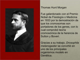 Thomas Hunt Morgan Fue galardonado con el Premio Nobel de Fisiología o Medicina en 1933 por la demostración de que los cromosomas son portadores de los genes, con lo cual comprobó teoría cromosómica de la herencia de Sutton y Boveri.  Gracias a su trabajo,  Drosophila melanogaster  se convirtió en uno de los principales organismos modelo en Genética. 