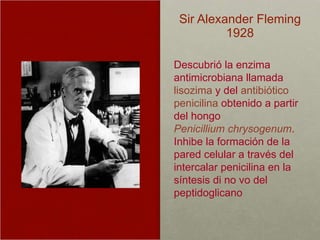Sir Alexander Fleming 1928 Descubrió la enzima antimicrobiana llamada  lisozima  y del  antibiótico   penicilina  obtenido a partir del hongo  Penicillium chrysogenum . Inhibe la formación de la pared celular a través del intercalar penicilina en la síntesis di no vo del peptidoglicano  