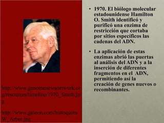 1970. El biólogo molecular estadounidense Hamilton O. Smith identificó y purificó una enzima de restricción que cortaba por sitios específicos las cadenas del ADN.  La aplicación de estas enzimas abrió las puertas al análisis del ADN y a la inserción de diferentes fragmentos en el  ADN, permitiendo así la creación de genes nuevos o recombinantes. http://www.galeon.com/histoquim/W_Arber.jpg http://www.genomenewsnetwork.org/resources/timeline/1970_Smith.jpg 