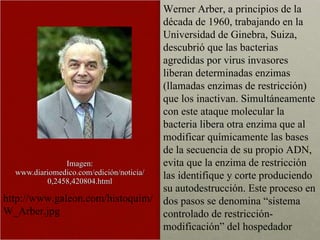 Imagen: www.diariomedico.com/edición/noticia/0,2458,420804.html http://www.galeon.com/histoquim/W_Arber.jpg Werner Arber, a principios de la década de 1960, trabajando en la Universidad de Ginebra, Suiza, descubrió que las bacterias agredidas por virus invasores liberan determinadas enzimas (llamadas enzimas de restricción) que los inactivan. Simultáneamente con este ataque molecular la bacteria libera otra enzima que al modificar químicamente las bases de la secuencia de su propio ADN,  evita que la enzima de restricción las identifique y corte produciendo su autodestrucción. Este proceso en dos pasos se denomina “sistema controlado de restricción-modificación” del hospedador  