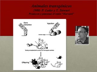 Animales transgénicos 1988: P. Leder y T. Stewart Producen y patentan el ratón “Harvard” 