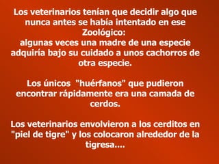 Los veterinarios tenían que decidir algo que nunca antes se había intentado en ese Zoológico: algunas veces una madre de una especie adquiría bajo su cuidado a unos cachorros de otra especie. Los únicos "huérfanos" que pudieron encontrar rápidamente era una camada de cerdos. Los veterinarios envolvieron a los cerditos en "piel de tigre" y los colocaron alrededor de la tigresa....