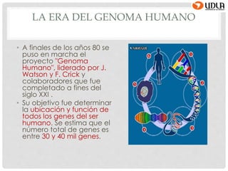 LA ERA DEL GENOMA HUMANO
• A finales de los años 80 se
puso en marcha el
proyecto "Genoma
Humano", liderado por J.
Watson y F. Crick y
colaboradores que fue
completado a fines del
siglo XXI .
• Su objetivo fue determinar
la ubicación y función de
todos los genes del ser
humano. Se estima que el
número total de genes es
entre 30 y 40 mil genes.
 