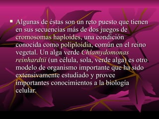 Algunas de éstas son un reto puesto que tienen en sus secuencias más de dos juegos de  cromosomas   haploides , una condición conocida como  poliploidia , común en el reino vegetal. Un alga verde  Chlamydomonas   reinhardtii  (un célula, sola, verde alga) es otro modelo de organismo importante que ha sido extensivamente estudiado y provee importantes conocimientos a la biología celular. 