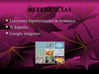 REFERENCIAS Lecciones hipertextuales de botánica. Wikipedia. Google imágenes 