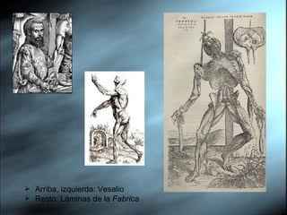 Arriba, izquierda: Vesalio Resto: Láminas de la  Fabrica 