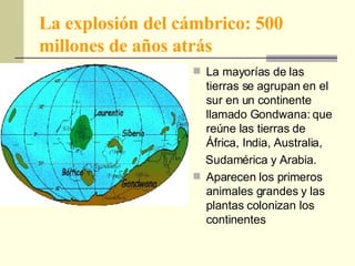 La explosión del cámbrico: 500 millones de años atrás La mayorías de las tierras se agrupan en el sur en un continente llamado Gondwana: que reúne las tierras de África, India, Australia, Sudamérica y Arabia. Aparecen los primeros animales grandes y las plantas colonizan los continentes 