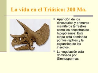 La vida en el Triásico: 200 Ma. Aparición de los dinosaurios y primeros mamíferos terrestres como los ancestros de hipopótamos. Esta etapa está dominada por los reptiles y la expansión de los insectos. La vegetación está dominada por Gimnospermas 
