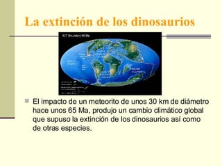 La extinción de los dinosaurios El impacto de un meteorito de unos 30 km de diámetro hace unos 65 Ma, produjo un cambio climático global que supuso la extinción de los dinosaurios así como de otras especies. 