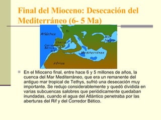 Final del Mioceno: Desecación del Mediterráneo (6- 5 Ma) En el Mioceno final, entre hace 6 y 5 millones de años, la cuenca del Mar Mediterráneo, que era un remanente del antiguo mar tropical de Tethys, sufrió una desecación muy importante. Se redujo considerablemente y quedó dividida en varias subcuencas salobres que periódicamente quedaban inundadas, cuando el agua del Atlántico penetraba por las aberturas del Rif y del Corredor Bético. 