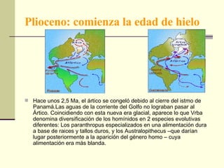 Plioceno: comienza la edad de hielo Hace unos 2,5 Ma, el ártico se congeló debido al cierre del istmo de Panamá.Las aguas de la corriente del Golfo no lograban pasar al Ártico. Coincidiendo con esta nueva era glacial, aparece lo que Vrba denomina diversificación de los homínidos en 2 especies evolutivas diferentes: Los paranthropus especializados en una alimentación dura a base de raices y tallos duros, y los Australopithecus –que darían lugar posteriormente a la aparición del género homo – cuya alimentación era más blanda. 