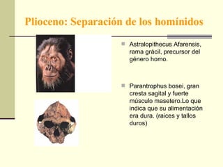 Plioceno: Separación de los homínidos Astralopithecus Afarensis, rama grácil, precursor del género homo. Parantrophus bosei, gran cresta sagital y fuerte músculo masetero.Lo que indica que su alimentación era dura. (raices y tallos duros) 