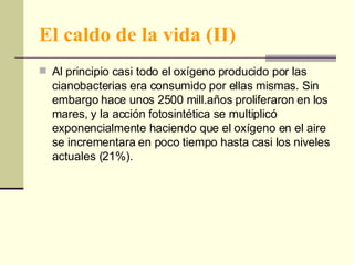 El caldo de la vida (II) Al principio casi todo el oxígeno producido por las cianobacterias era consumido por ellas mismas. Sin embargo hace unos 2500 mill.años proliferaron en los mares, y la acción fotosintética se multiplicó exponencialmente haciendo que el oxígeno en el aire se incrementara en poco tiempo hasta casi los niveles actuales (21%). 
