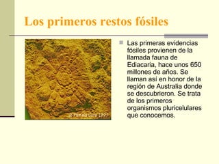 Los primeros restos fósiles Las primeras evidencias fósiles provienen de la llamada fauna de Ediacaria, hace unos 650 millones de años. Se llaman así en honor de la región de Australia donde se descubrieron. Se trata de los primeros organismos pluricelulares que conocemos. 